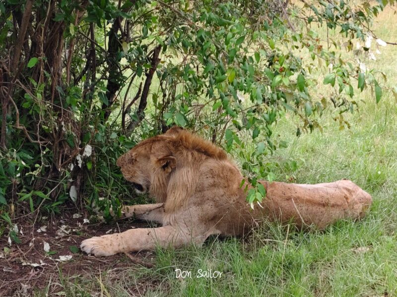 Tanzania Botswana Safari Tanzania Botswana Safari