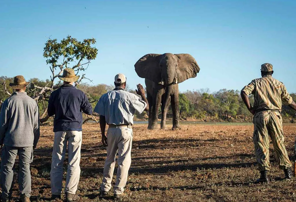 Botswana Walking Safaris