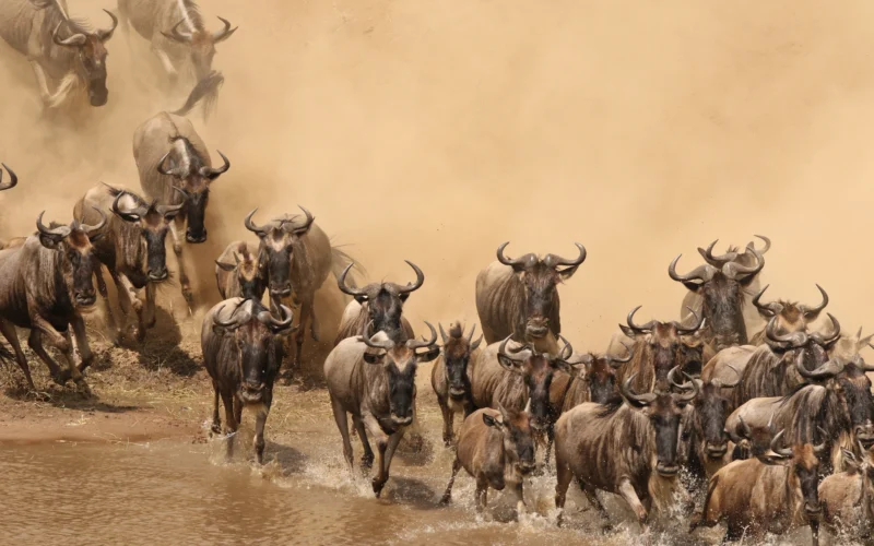 Rwanda and Tanzania Combo Guided Safari