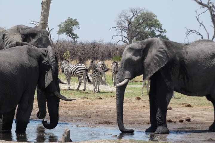 Moremi Game Reserve