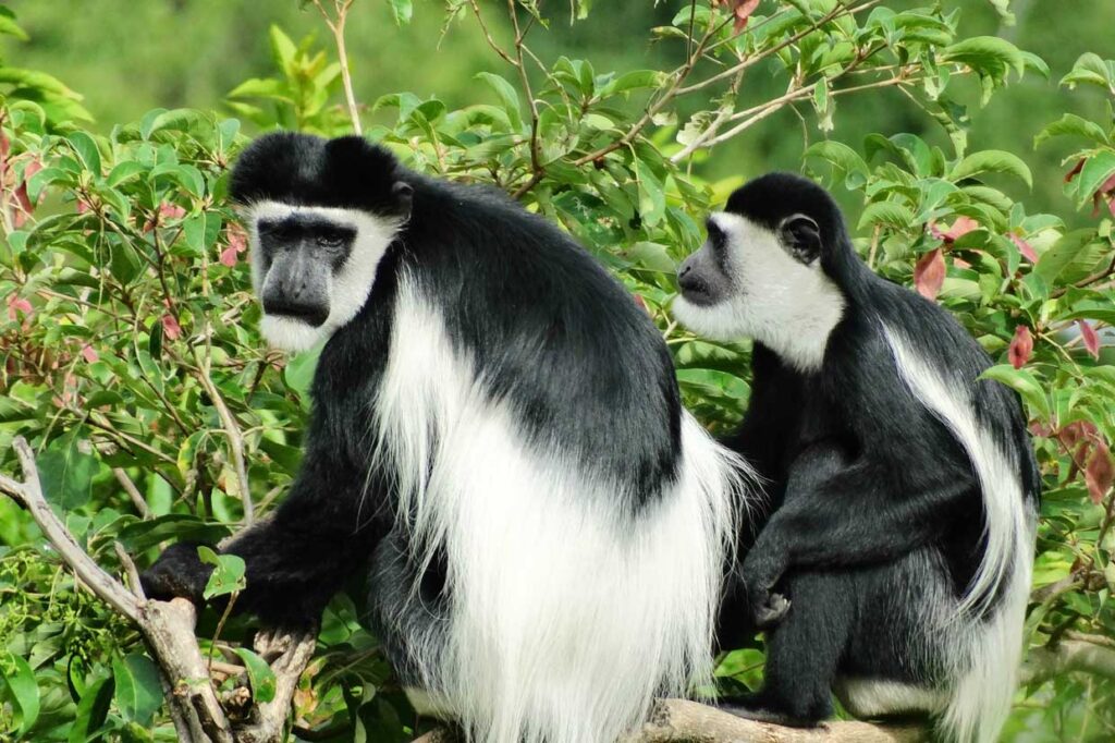Can I See Other Wildlife While Tracking Chimpanzees in Rwanda?