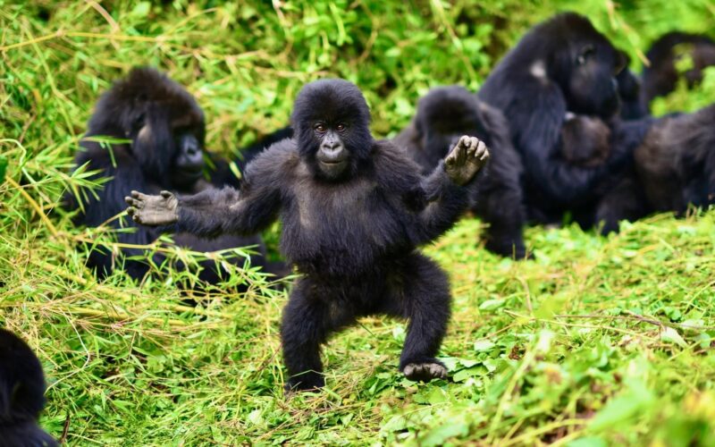Best time to visit Botswana and to see Gorillas