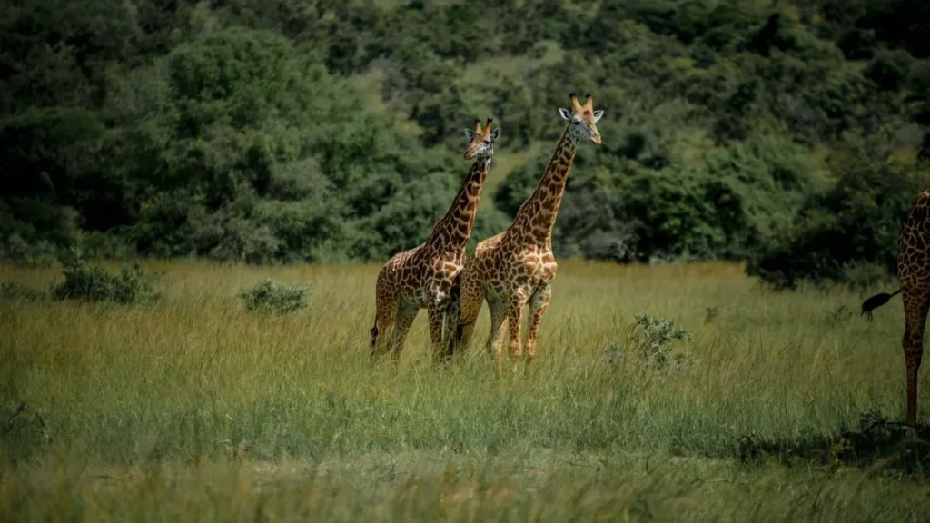 Rwanda Tanzania safari logistics 2026