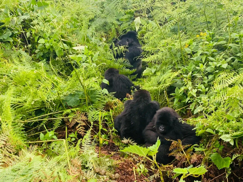 Gorilla Trekking Fitness & Training Guide