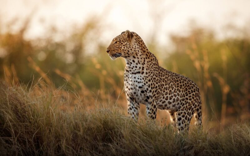 Tanzania Safari Packages Cost