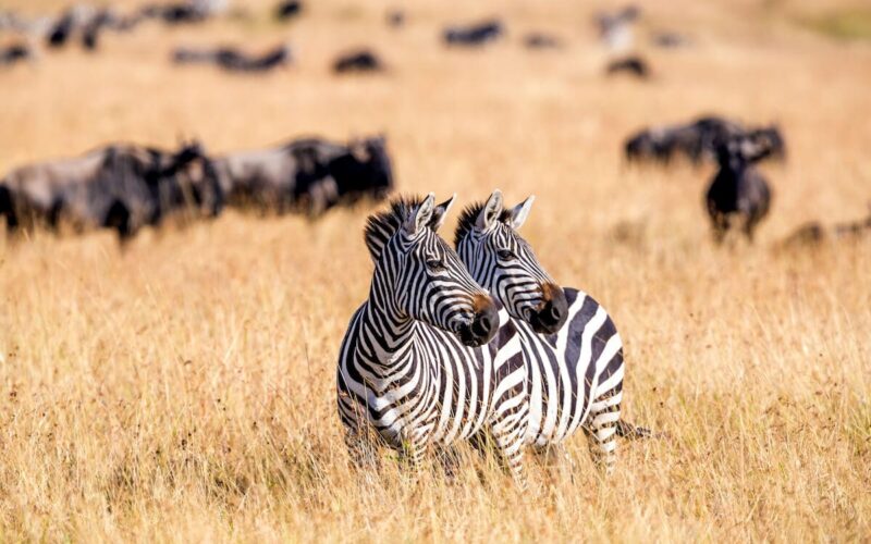 Is safari better in Tanzania or Kenya?